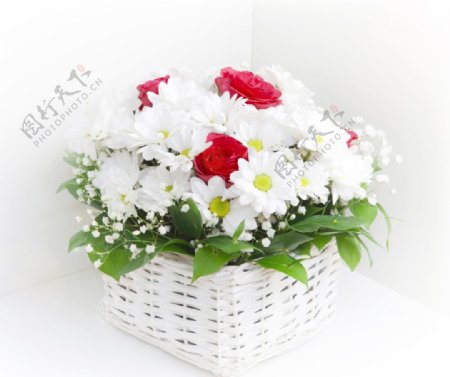 红玫瑰白菊花篮图片