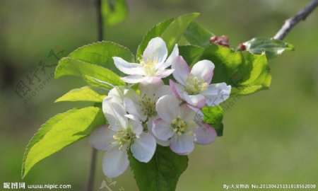 春天的苹果梨花图片