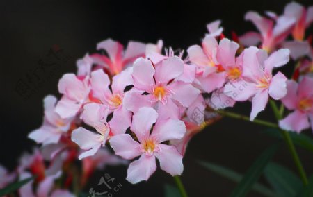 粉红色花图片
