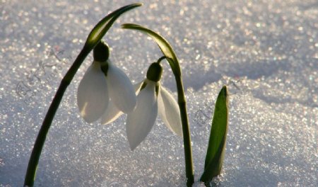 雪滴花图片