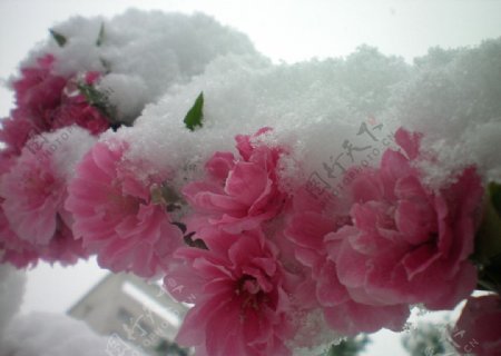 桃花与雪花图片