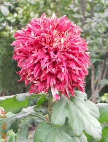 红信绒球菊花图片