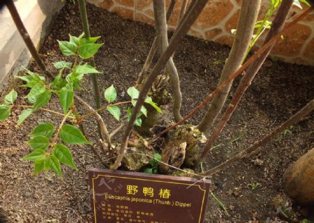 植物野鸭椿图片