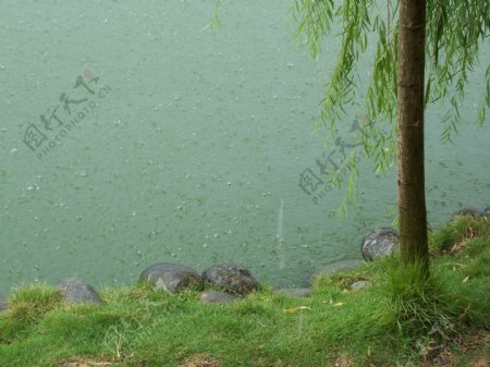桂湖雨景图片