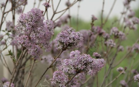 紫色自然丁香花图片