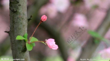 樱花烂漫图片