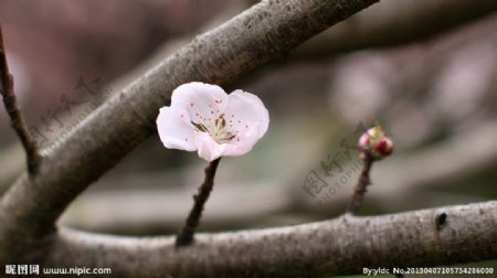 樱花烂漫图片