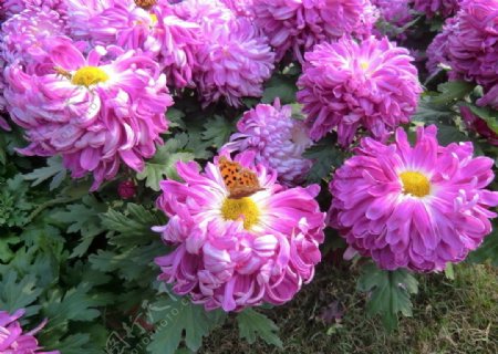 菊花蝴蝶和蜜蜂图片