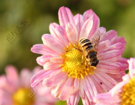 蜜蜂与野菊花图片