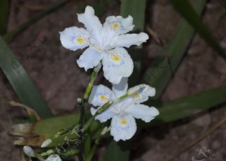 鸢尾花图片