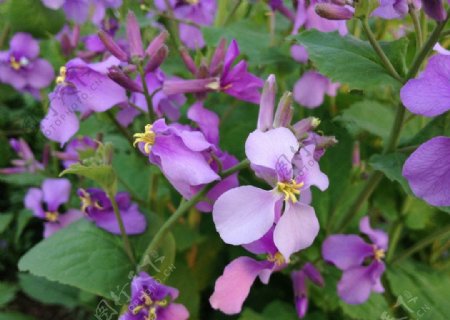 紫菜花图片
