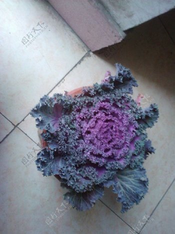 包心紫菜图片