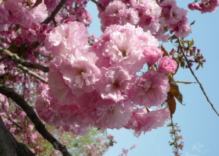 粉樱团簇图片
