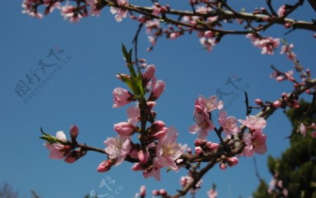 桃花开图片