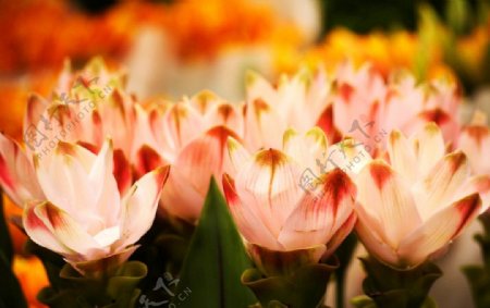 荷兰花卉市场图片