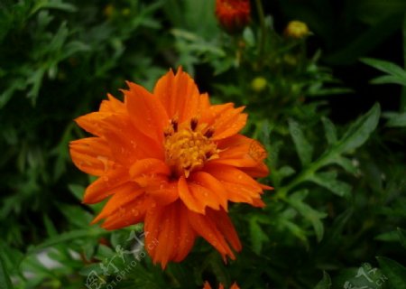 橘红色菊花图片