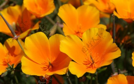 加州罂粟花图片