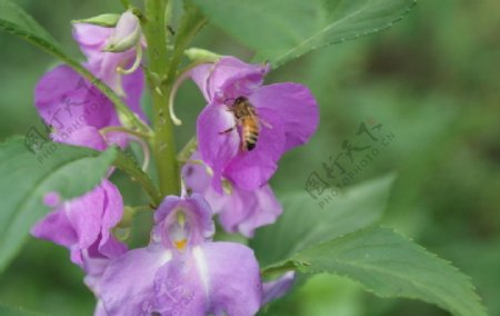 紫凤仙与蜜蜂图片