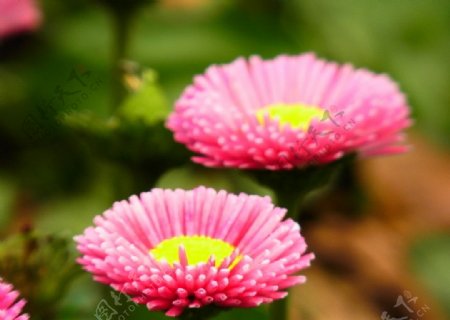 粉色雏菊花图片