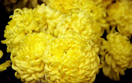 黄色金丝菊图片