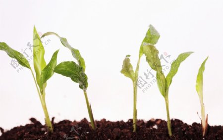 植物幼苗图片