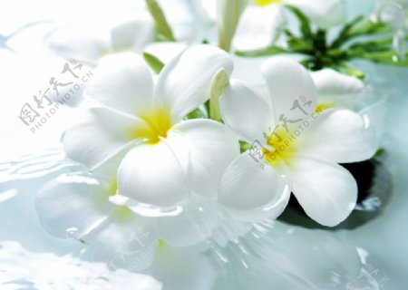 白色水仙花图片