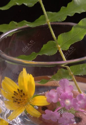 酒杯里的雏菊花图片