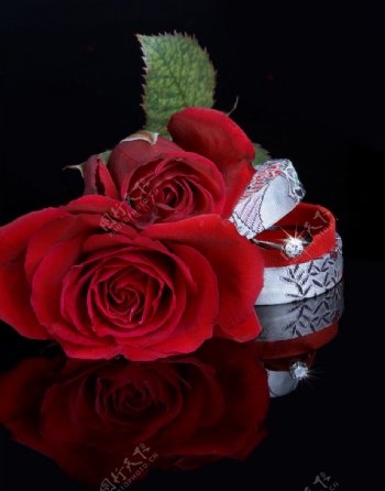 红玫瑰和礼盒图片