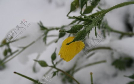 雪中野花图片