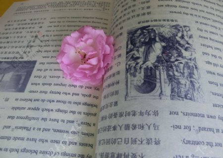 书本中的蔷薇花图片