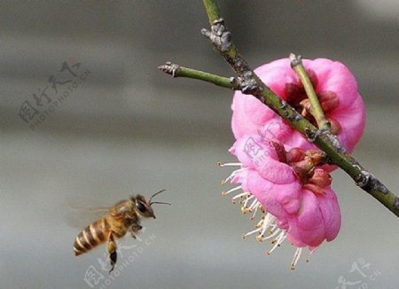 梅香引蜂图片