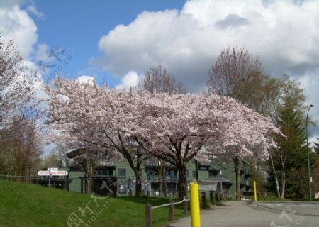 路边樱花树图片