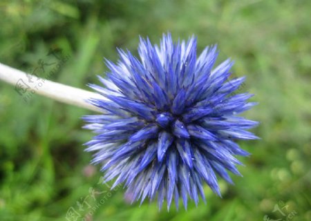 蓝刺头花蕾图片