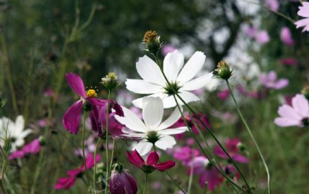 鲜花图片