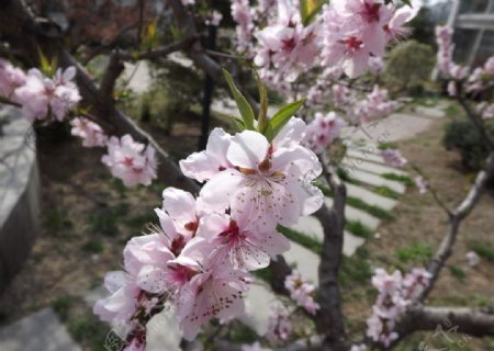 桃花盛开图片
