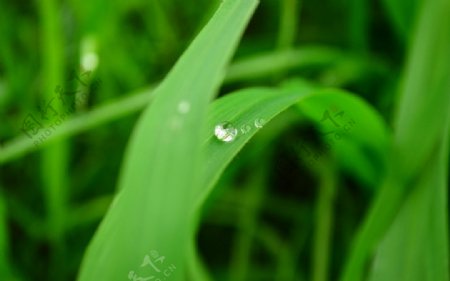 花草露珠图片