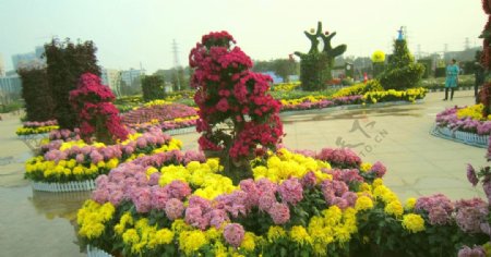 菊花展览图片