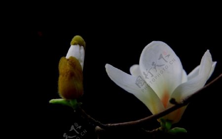 玉蘭花图片