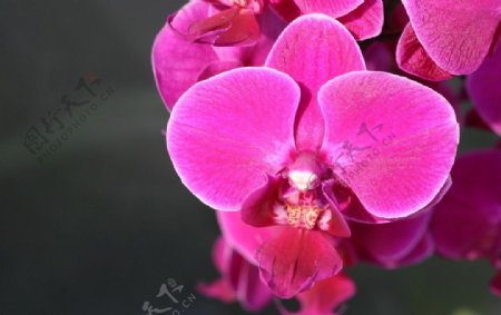 紫花蝴蝶蘭图片