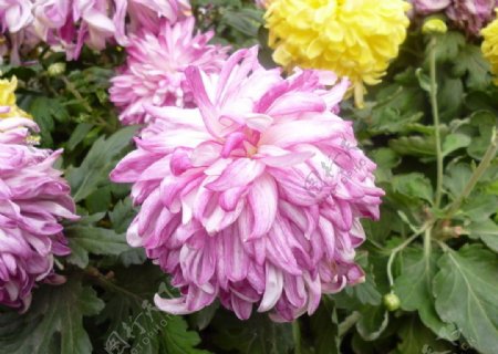紫菊花图片