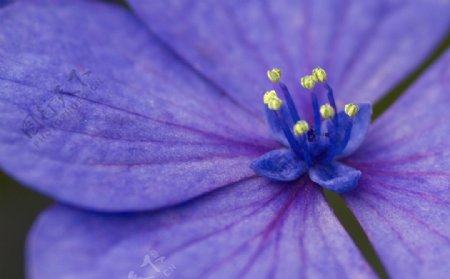 美丽盛开蓝色鲜花花蕊图片