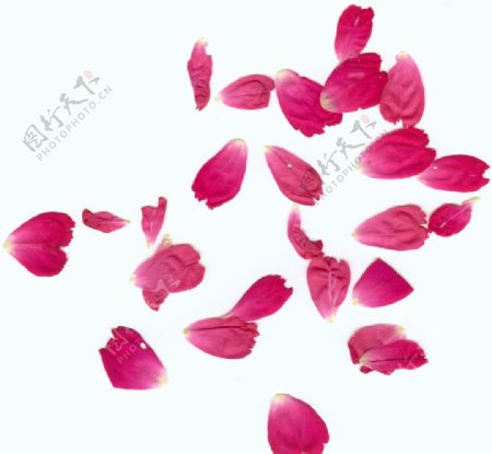玫瑰花瓣图片