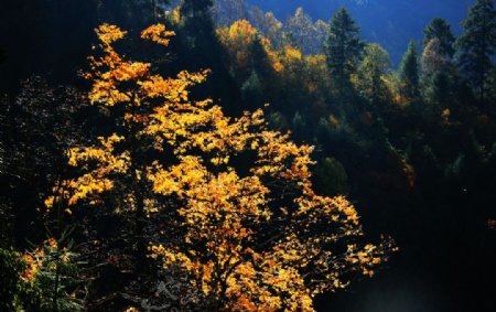 秋之影图片