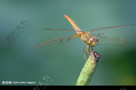 荷花荷叶蜻蜓图片