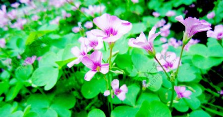 紫红色小野花图片