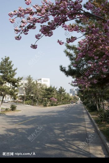 樱花粉红小路树林图片