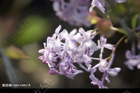 紫丁香花图片