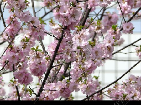 春之櫻色图片