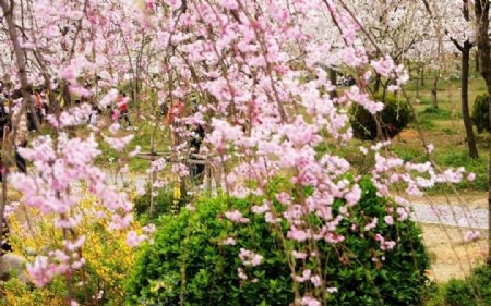 磨山樱花图片
