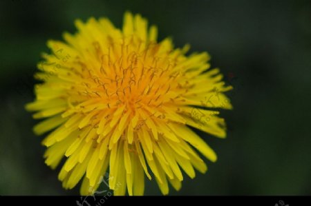 盛开的黄色菊花图片